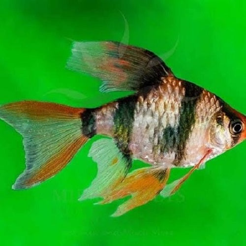 Veiltail Tiger Barb 4cm