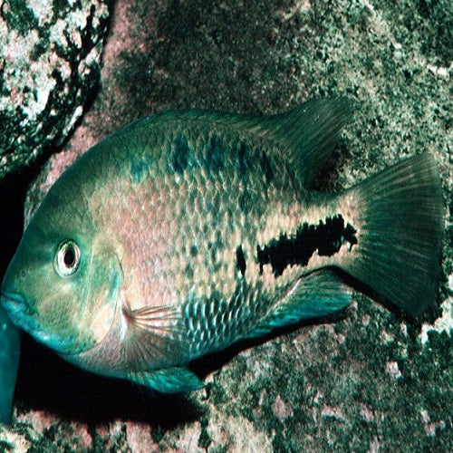 Vieja Melanurus Lago Peten 6"