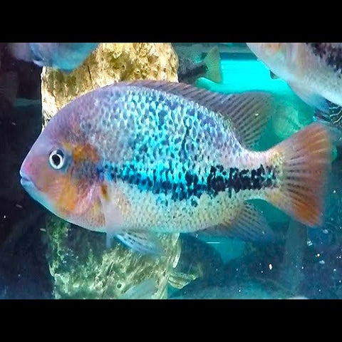 Vieja Zonatus Cichlid 3