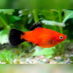 Wagtail Platy 3.5-4cm