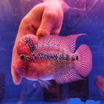 Flowerhorn SRD A+4-4.5" IMP