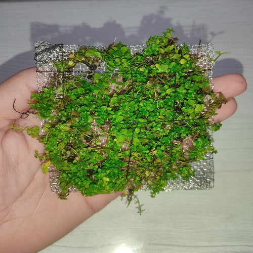 JR4SP Micranthemum Monte Carlo - Mesh