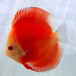 White Face Melon Discus 2.5"