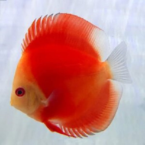 White Face Melon Discus 2.5"