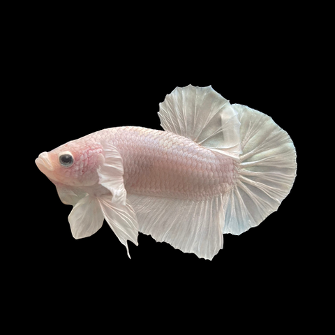 White Female Bettas