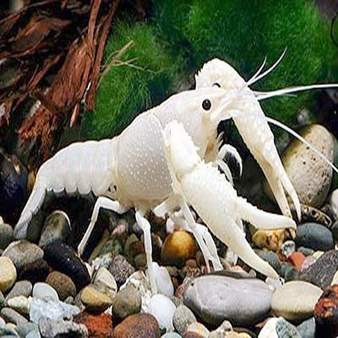 White Lobster (M)
