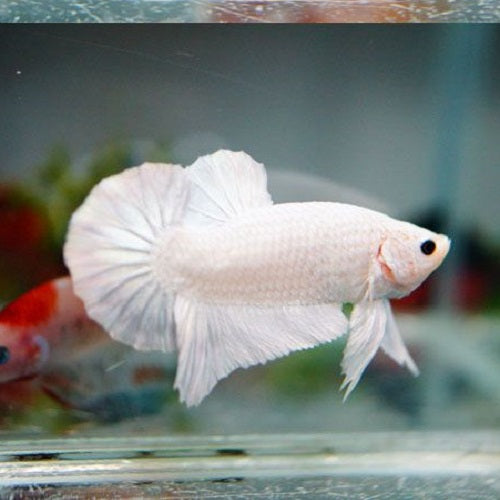 White Plakat Bettas