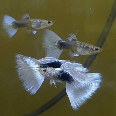 White Tuxedo Guppy M/F (Pair)