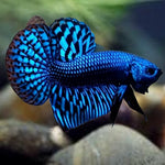 Wild Alien Bettas