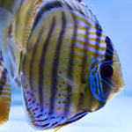 Wild Brazil Discus 5"