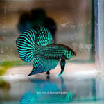 Green Mahachai Wild Betta