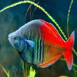 Yakuse Rainbow Male Wild 8-9cm IMP