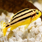 Yellow Auratus Cichlid 1.5"