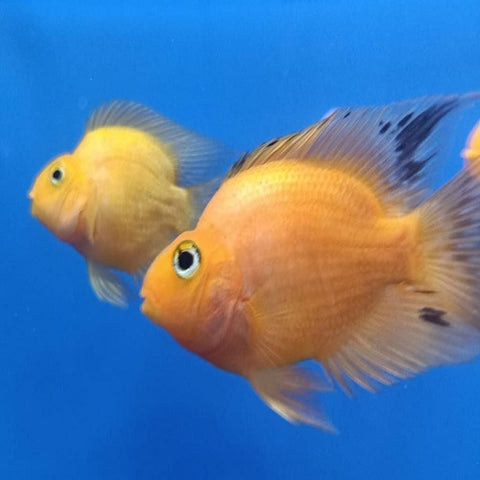 Yellow Blood Parrot B Grade 8-9cm (Offer)