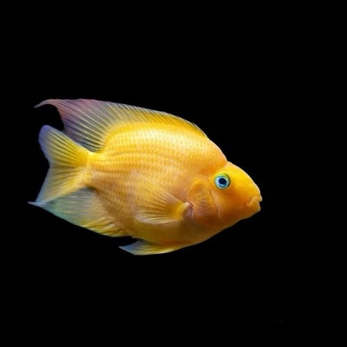 Yellow Blood Parrot 8-9cm
