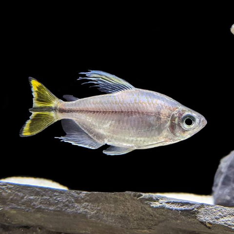 Yellow Congo Tetra 3-3.5cm