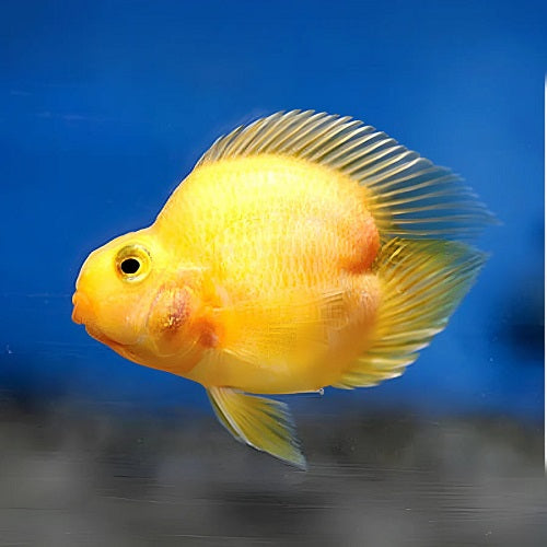 Yellow Heart Shape Blood Parrot 7.5cm