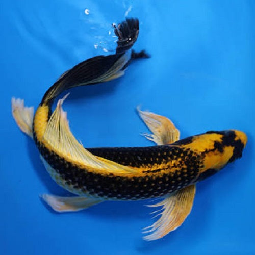 Yellow Kabuto Veiltail Koi Carp 11-12cm