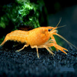 Yellow Lobster L