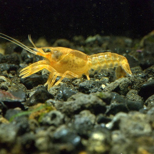 Yellow Lobster L