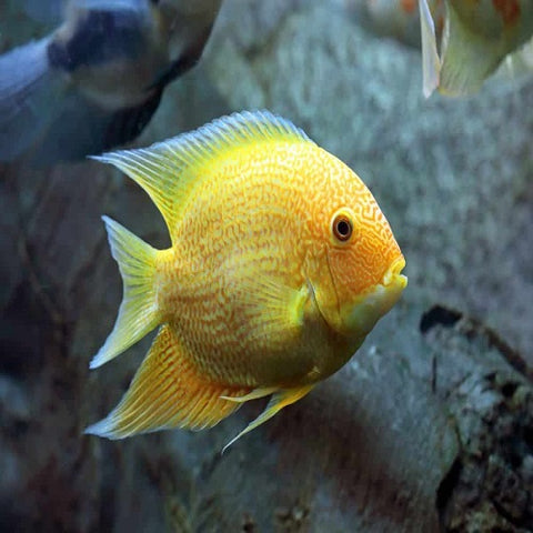 Yellow Severum 4-4.5