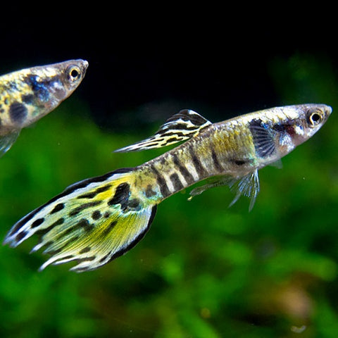 Yellow Tiger Endler Guppy Male IMP
