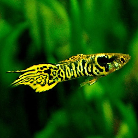 Yellow Tiger Endler Guppy Male L IMP