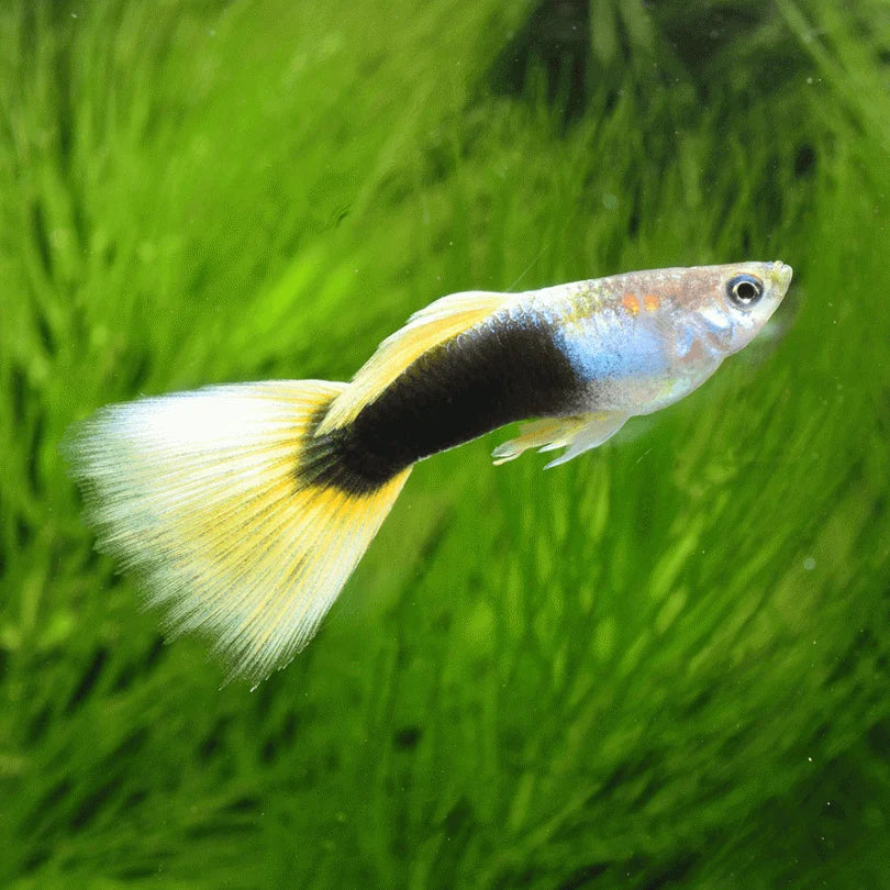 Yellow Tuxedo Guppy Male IMP