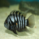 Zebra Convict Cichlid 1.5"