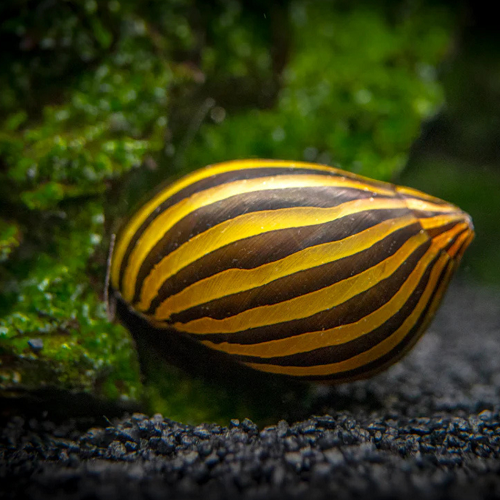 Zebra Nerite Snail (All Size)