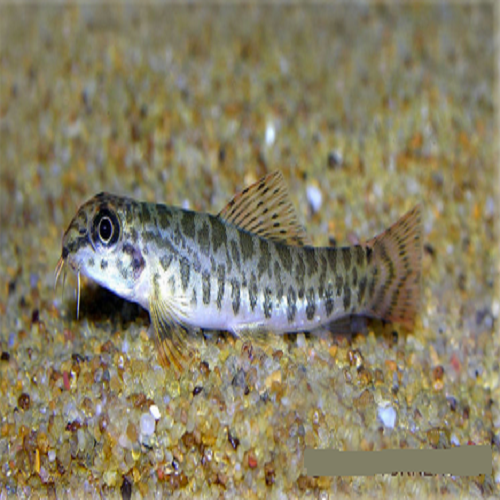 Zipper Loach 5-6cm