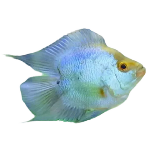 Thai Silk Short Body Flowerhorn 2